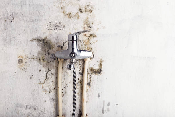 Best Mold Cleaning Services  in Parshall, ND