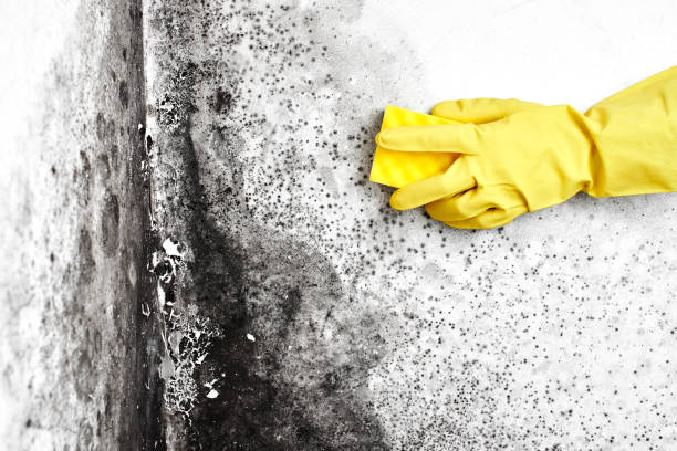 Best Commercial Mold Removal  in Parshall, ND