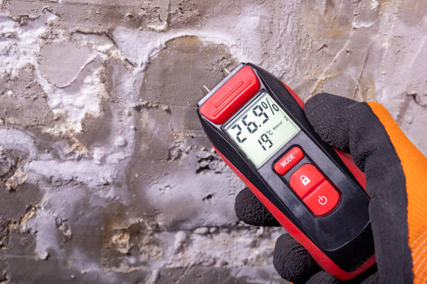 Best Same-Day Mold Removal  in Parshall, ND