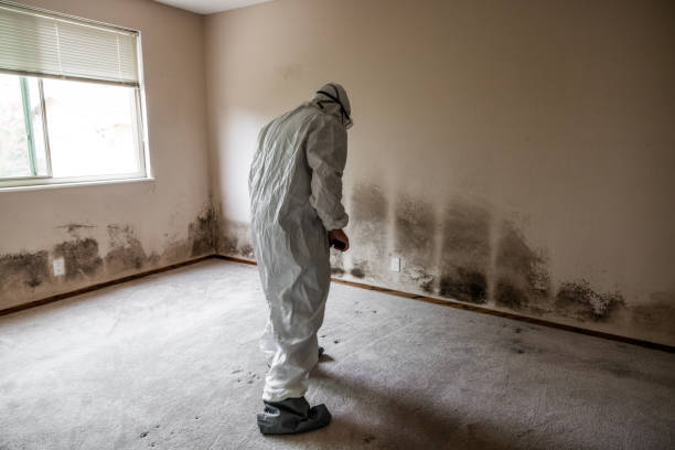 Best Black Mold Removal  in Parshall, ND