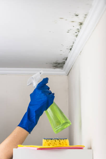 Best Best Mold Removal Companies  in Parshall, ND