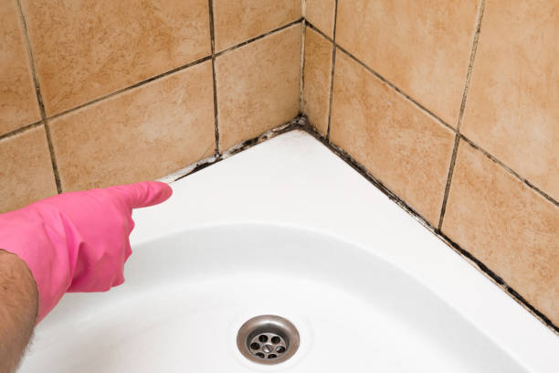 Certified Mold Removal in Parshall, ND